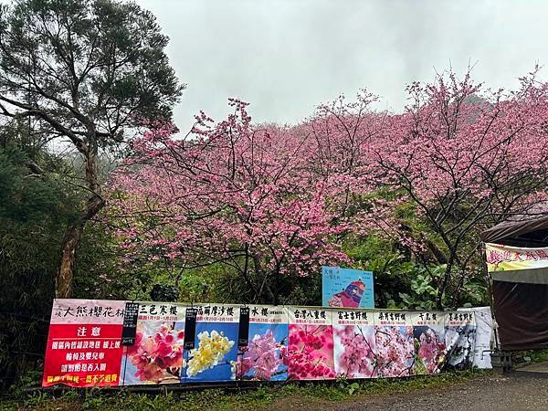 主播的育兒日記(陽明山追雪)(2024.01.23)