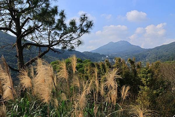 為天地寫日記(陽明山賞花)(2024.02.20)