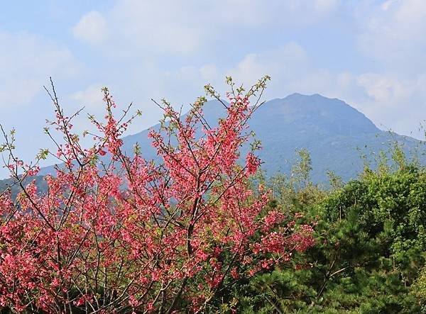 為天地寫日記(陽明山賞花)(2024.02.20)