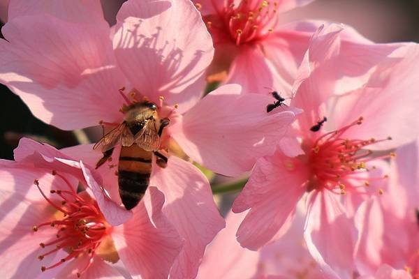 為天地寫日記(陽明山賞花)(2024.02.20)