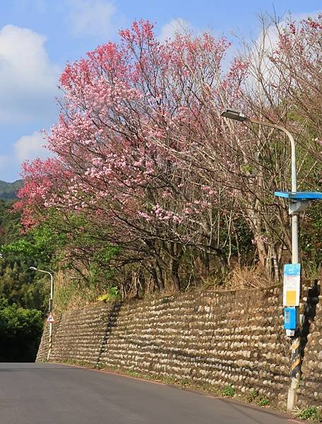 為天地寫日記(陽明山賞花)(2024.02.20)