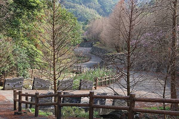 為天地寫日記(陽明山賞花)(2024.02.20)