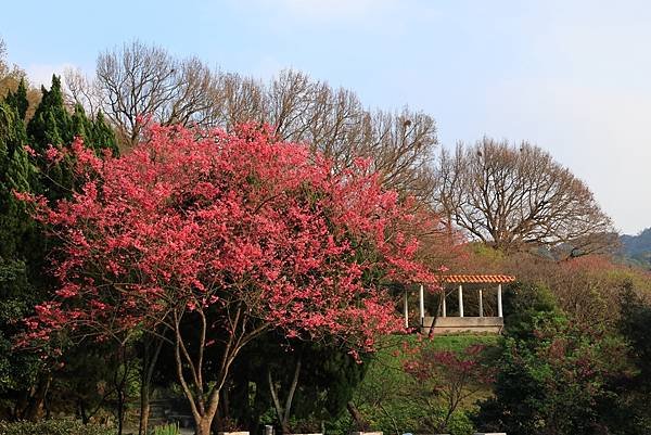 為天地寫日記(陽明山賞花)(2024.02.20)