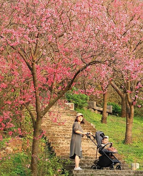 為天地寫日記(陽明山賞花)(2024.02.20)