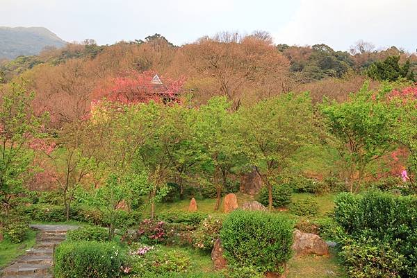 為天地寫日記(陽明山賞花)(2024.02.20)