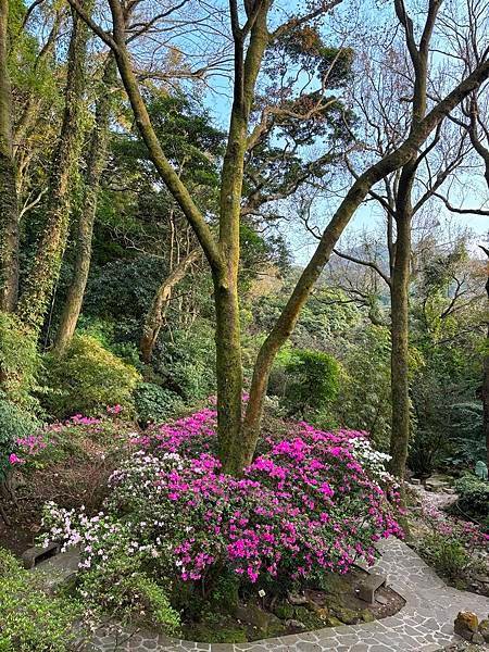 為天地寫日記(陽明山賞花)(2024.02.20)