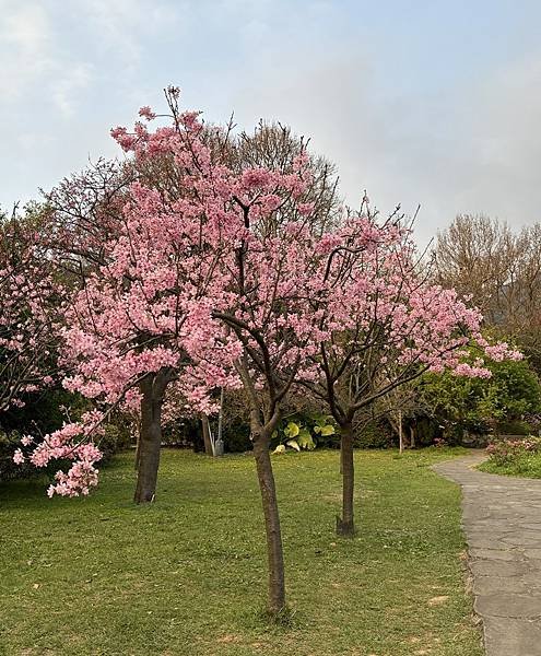 為天地寫日記(陽明山賞花)(2024.02.20)