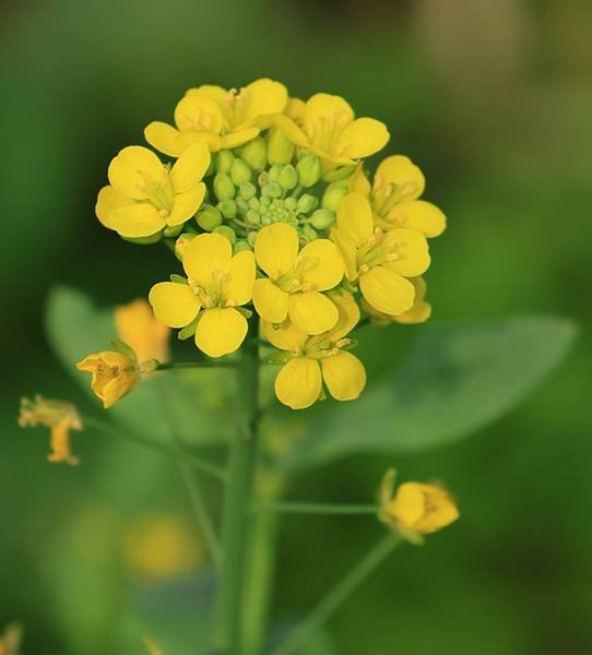 奶油白菜的花 (2).JPG