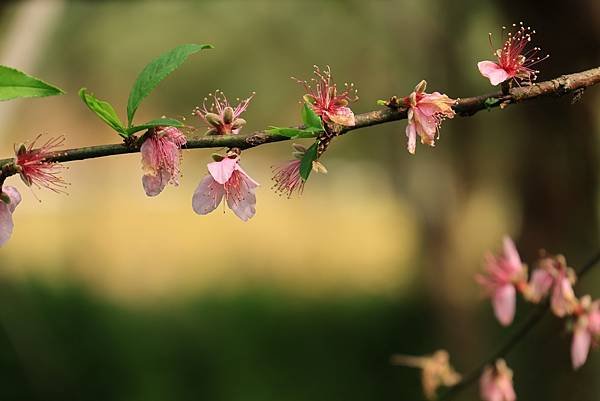 桃花或李花 (1).JPG