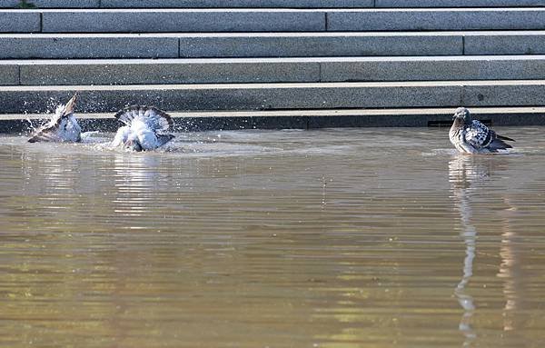 為天地寫日記(法鼓山水月道場、佛光山安國寺、關渡靜思堂)(2