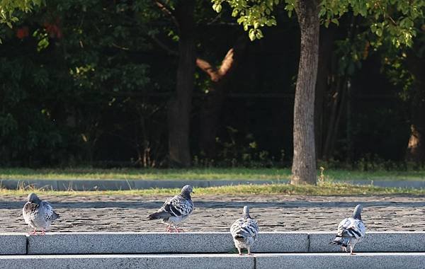 為天地寫日記(法鼓山水月道場、佛光山安國寺、關渡靜思堂)(2