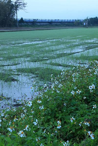 為天地寫日記(關渡平原起霧)(2024.02.20-2024