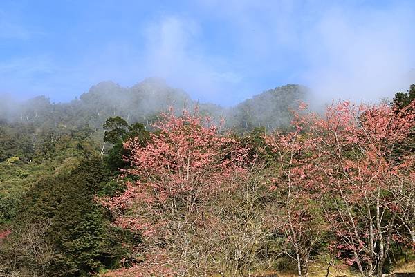 為天地寫日記(明池、櫻花與動物)(2024.02.28)