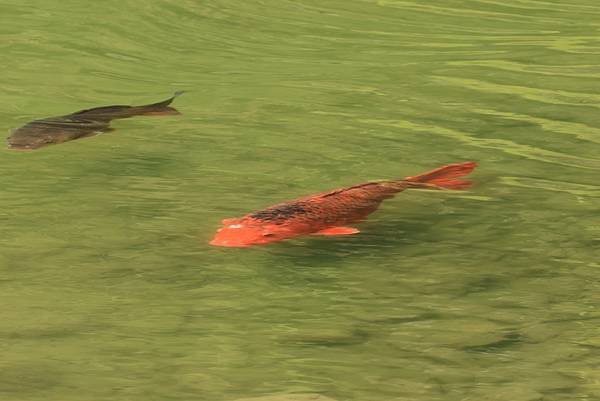 為天地寫日記(明池、櫻花與動物)(2024.02.28)