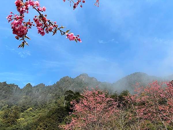 為天地寫日記(明池、櫻花與動物)(2024.02.28)