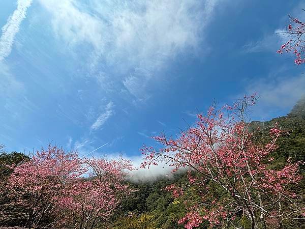 為天地寫日記(明池、櫻花與動物)(2024.02.28)