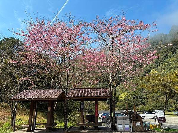 為天地寫日記(明池、櫻花與動物)(2024.02.28)