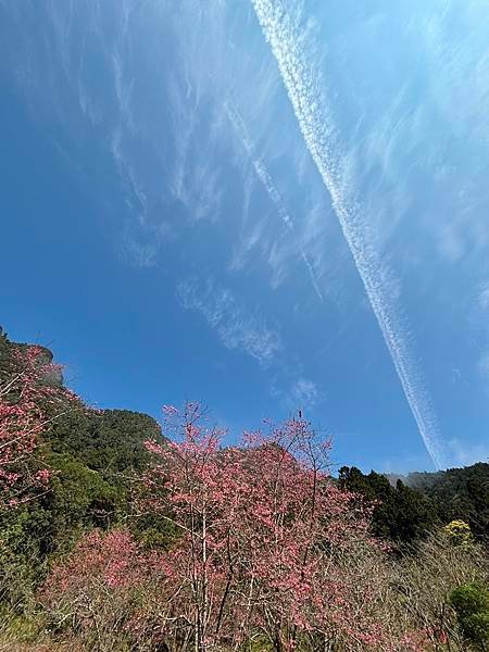 為天地寫日記(明池、櫻花與動物)(2024.02.28)