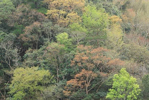 為天地寫日記(宜蘭大福海灘、北橫、大溪霧中的白鷺鷥與波斯菊)