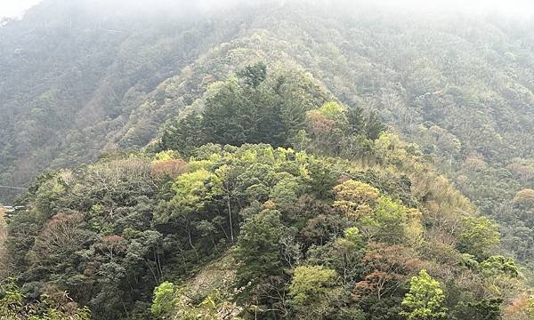 為天地寫日記(宜蘭大福海灘、北橫、大溪霧中的白鷺鷥與波斯菊)