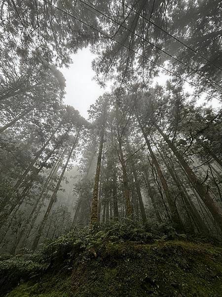 為天地寫日記(宜蘭大福海灘、北橫、大溪霧中的白鷺鷥與波斯菊)