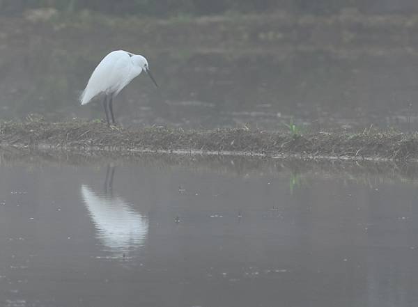 為天地寫日記(宜蘭大福海灘、北橫、大溪霧中的白鷺鷥與波斯菊)