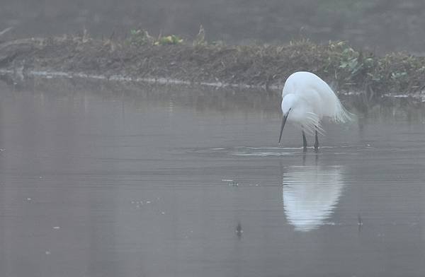 為天地寫日記(宜蘭大福海灘、北橫、大溪霧中的白鷺鷥與波斯菊)