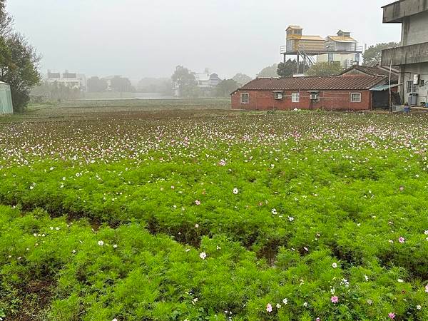 為天地寫日記(宜蘭大福海灘、北橫、大溪霧中的白鷺鷥與波斯菊)