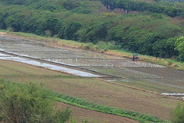 為天地寫日記(關渡平原起霧)(縮時)(2024.03.04)