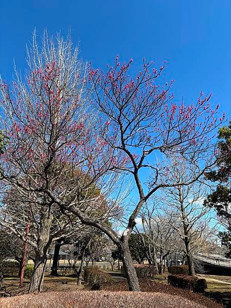 日本東京藝文之旅第二天(偕樂園梅花與鴨子)(2024.03.