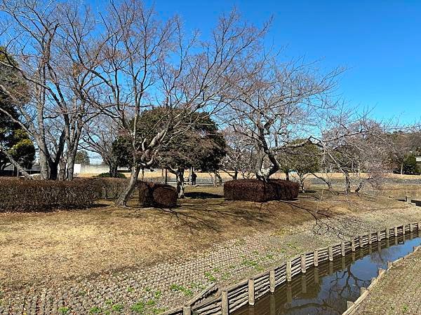 日本東京藝文之旅第二天(偕樂園梅花與鴨子)(2024.03.