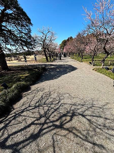 日本東京藝文之旅第二天(偕樂園梅花與鴨子)(2024.03.