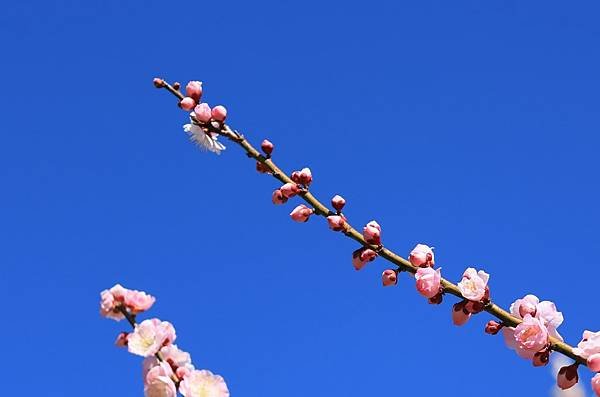 日本東京藝文之旅第二天(偕樂園梅花與鴨子)(2024.03.