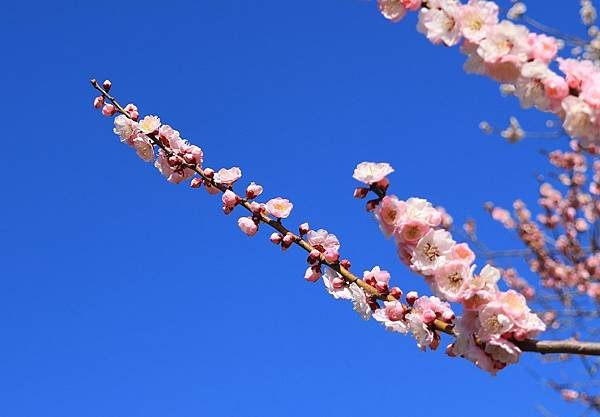 日本東京藝文之旅第二天(偕樂園梅花與鴨子)(2024.03.