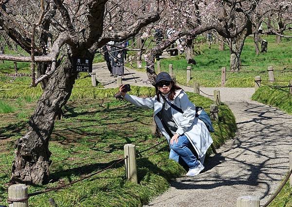 日本東京藝文之旅第二天(偕樂園梅花與鴨子)(2024.03.