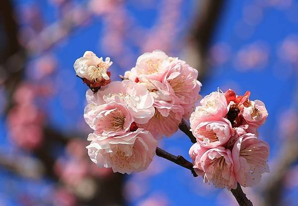 日本東京藝文之旅第二天(偕樂園梅花與鴨子)(2024.03.