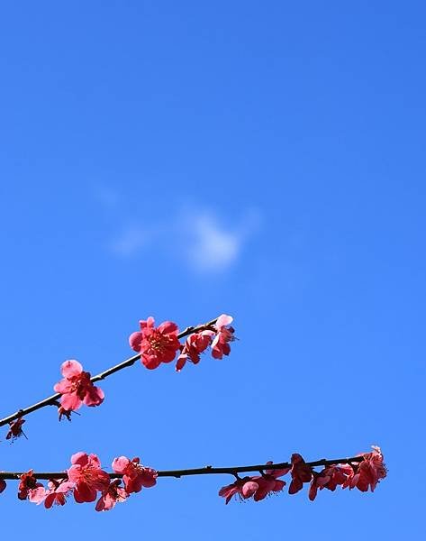 日本東京藝文之旅第二天(偕樂園梅花與鴨子)(2024.03.