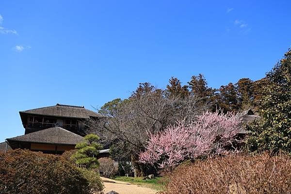 日本東京藝文之旅第二天(偕樂園梅花與鴨子)(2024.03.