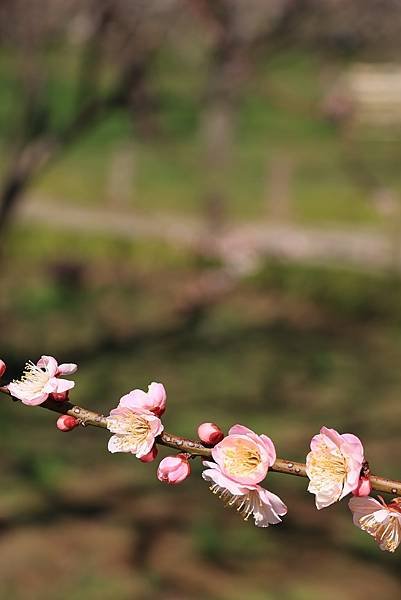 日本東京藝文之旅第二天(偕樂園梅花與鴨子)(2024.03.