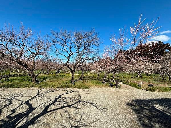 日本東京藝文之旅第二天(偕樂園梅花與鴨子)(2024.03.