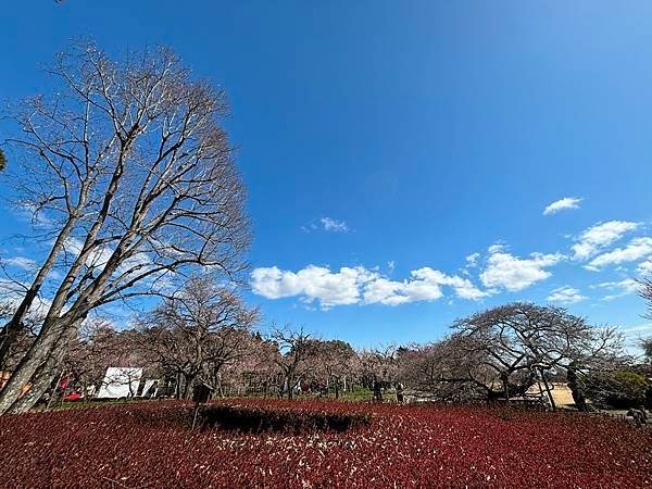 日本東京藝文之旅第二天(偕樂園梅花與鴨子)(2024.03.