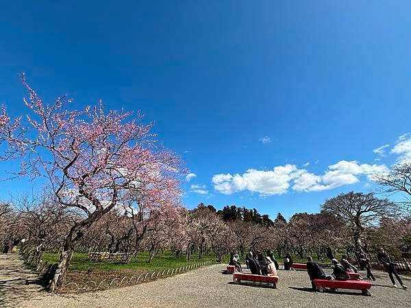 日本東京藝文之旅第二天(偕樂園梅花與鴨子)(2024.03.