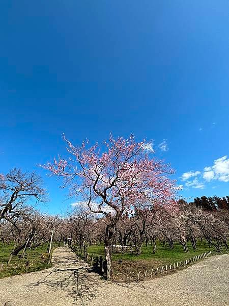 日本東京藝文之旅第二天(偕樂園梅花與鴨子)(2024.03.