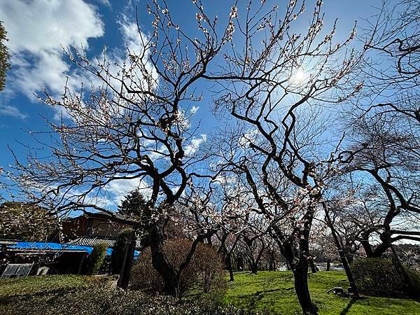 日本東京藝文之旅第二天(偕樂園梅花與鴨子)(2024.03.