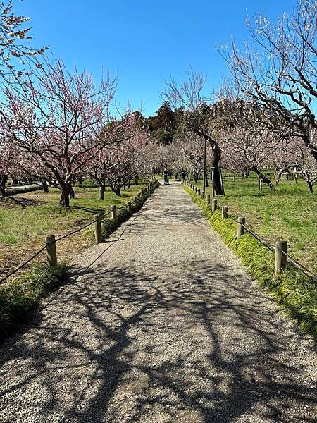 日本東京藝文之旅第二天(偕樂園梅花與鴨子)(2024.03.