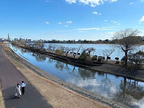 日本東京藝文之旅第二天(偕樂園梅花與鴨子)(2024.03.