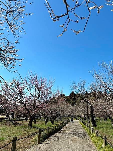 日本東京藝文之旅第二天(偕樂園梅花與鴨子)(2024.03.