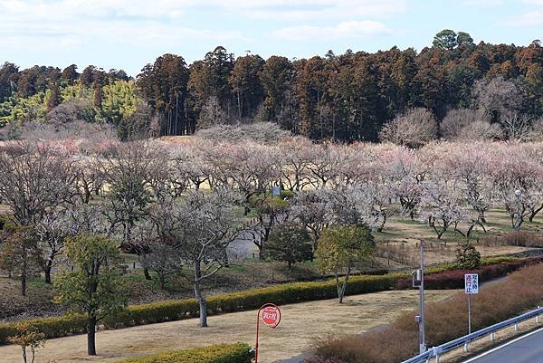 日本東京藝文之旅第二天(偕樂園梅花與鴨子)(2024.03.