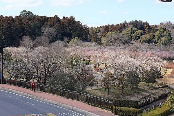 日本東京藝文之旅第二天(偕樂園梅花與鴨子)(2024.03.