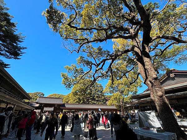 日本東京藝文之旅第五天(明治神宮)(2024.03.10)